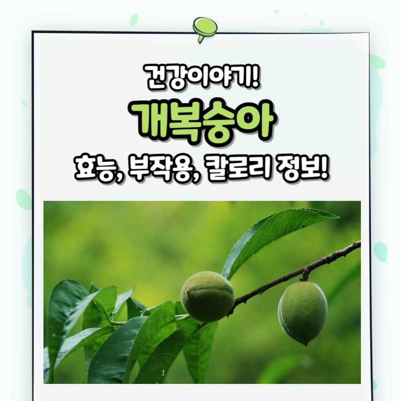 복숭아꽃의 다양한 용도