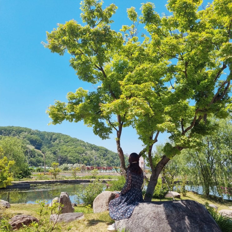  대구 능소화 연꽃 개화상황 달성군 남평 문씨 본리 세거지 6월 대구 근처 가볼만한곳