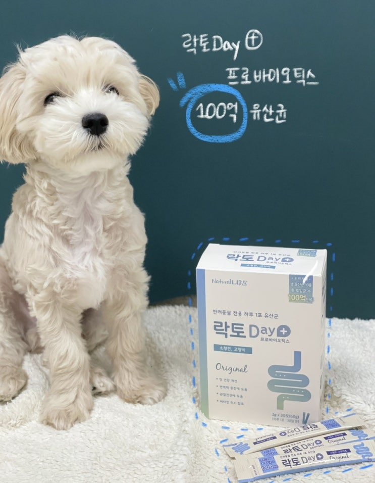  장 면역과 높은 기호성을 가진 락토데이 유산균