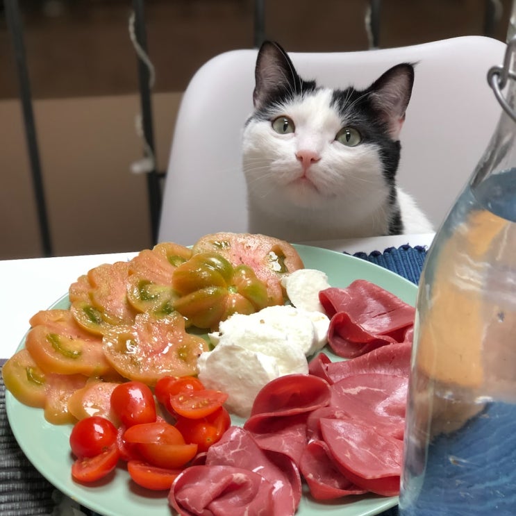  고양이 먹어도 되는 음식들에 관하여 feat 과일