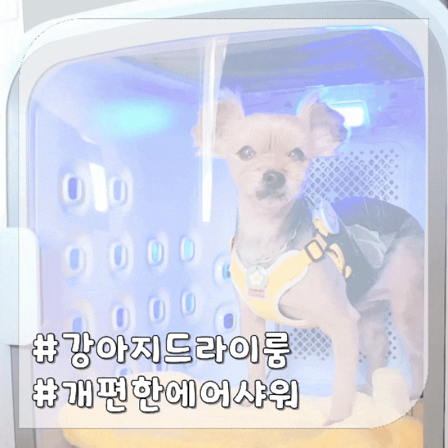  강아지 드라이룸 에어샤워, 여름산책 후 시원한 펫케어