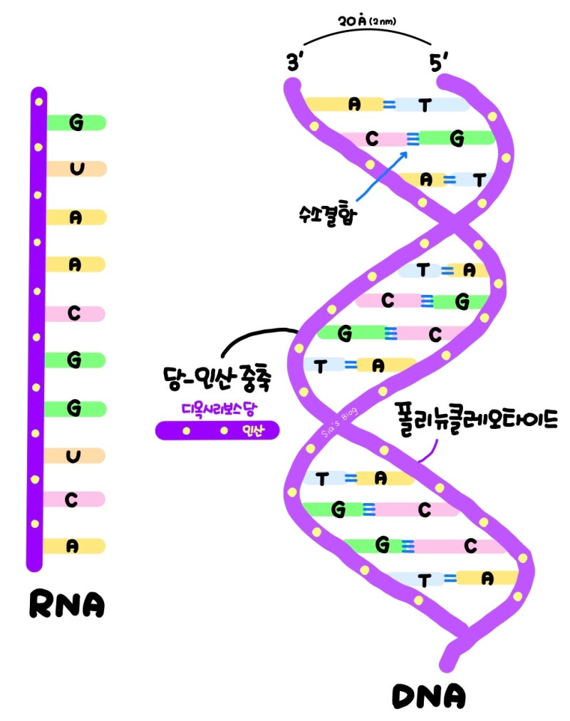 [과학] 유전자? DNA? - DNA의 구조, 유전자 발현(전사·번역) : 네이버 블로그