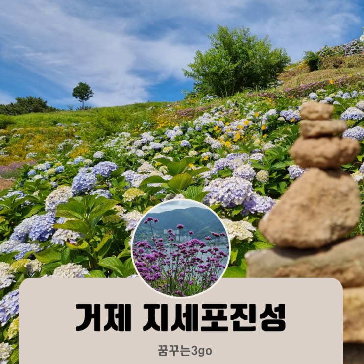  거제 지세포성 라벤더공원 수국 동산