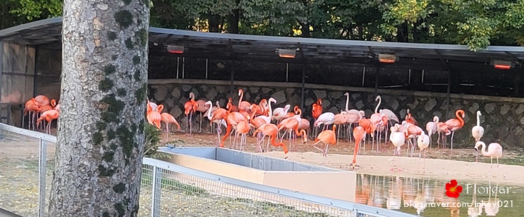 과천 서울대공원 동물원 나들이 리프트는 필수