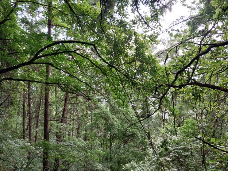  꽃송이버섯 정찰,꽝하고 산더덕_산행기2023 7차