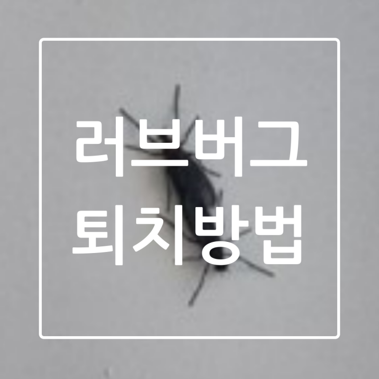  러브버그 익충 하지만 퇴치방법 알아보자