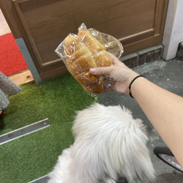  강아지와 빵집 앞에서 서성이다.