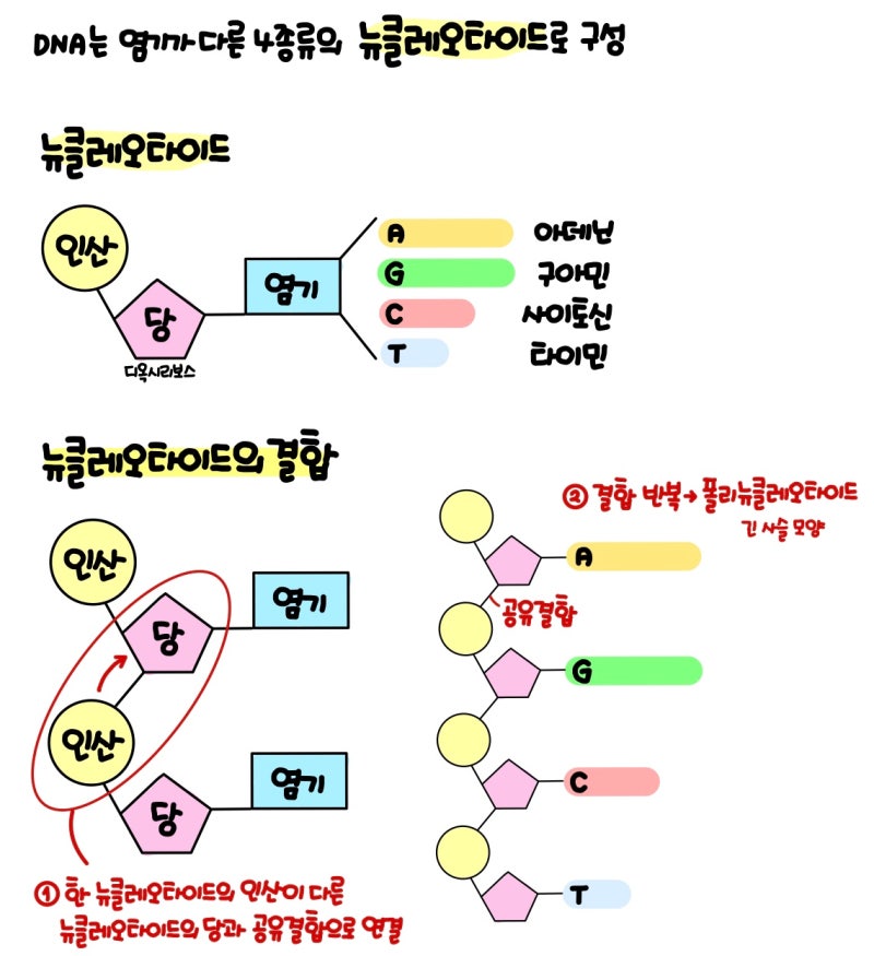 [과학] 유전자? DNA? - DNA의 구조, 유전자 발현(전사·번역) : 네이버 블로그