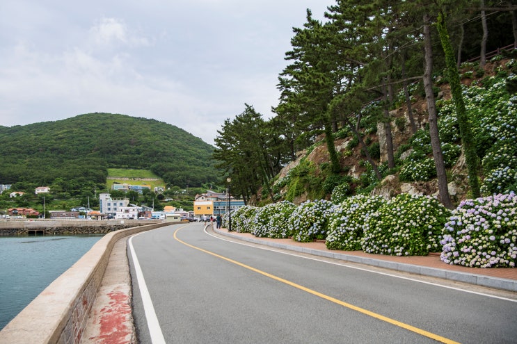  거제도 남부면 수국축제, 저구수국 보러 오세요~