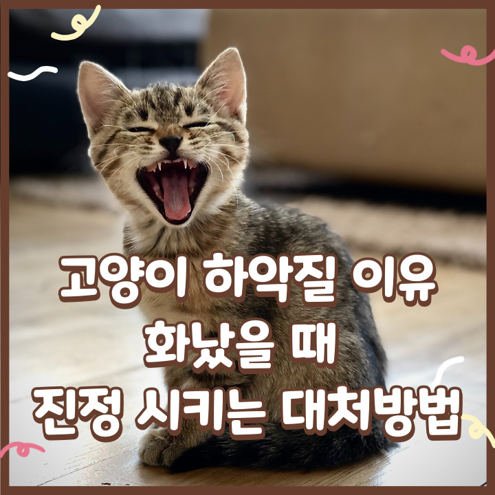  고양이 하악질 이유 및 화났을 때 진정 시키는 대처방법