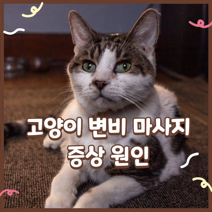  고양이 변비 마사지 방법 및 증상 원인