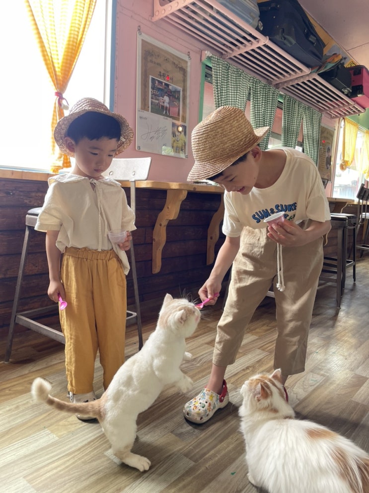  영흥도고양이역카페 고양이보호소