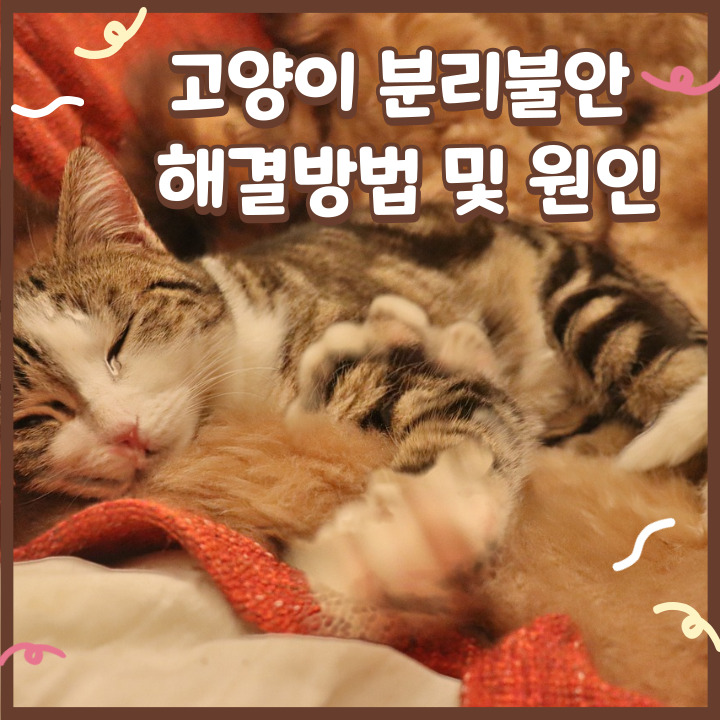  고양이 분리불안 해결방법 및 원인