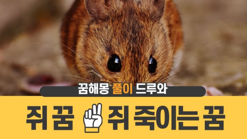 쥐 나오는꿈 /쥐 죽이는 꿈/쥐 꿈해몽!