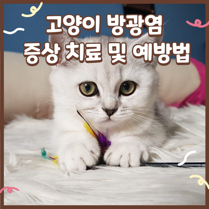  고양이 방광염 증상 치료 및 예방법