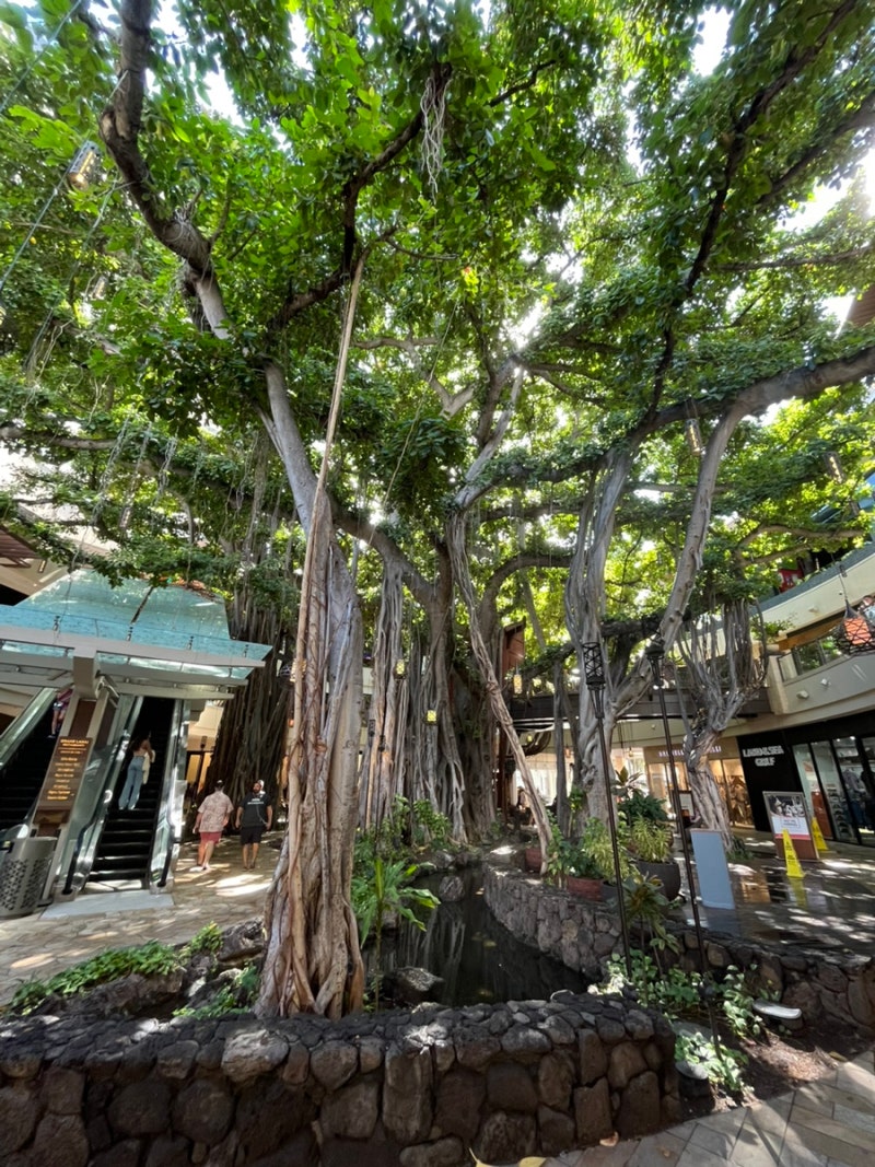 하와이 신혼여행] 오아후섬ㅣ쉐라톤 와이키키 호텔 바다전망 3박후기 : 네이버 블로그