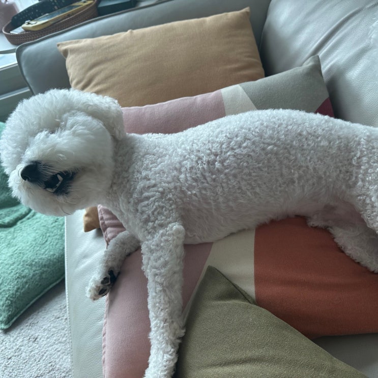  강아지 농피증 세균성으로 일어나는 증상 확인하세요