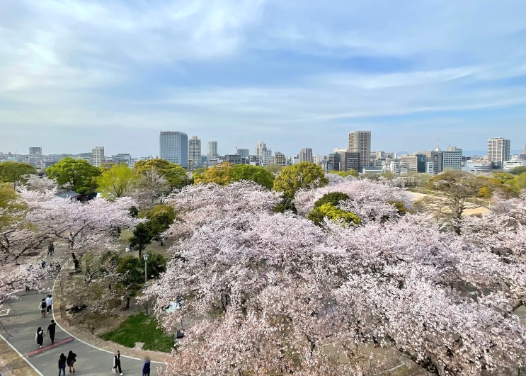 마이즈루공원 후쿠오카성 벚꽃 축제