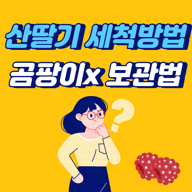  산딸기 세척방법, 보관법, 곰팡이 안생기게 하는 방법!