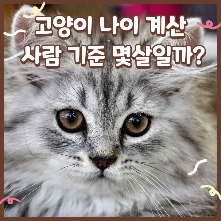  고양이 나이 계산 사람 기준 몇살일까?