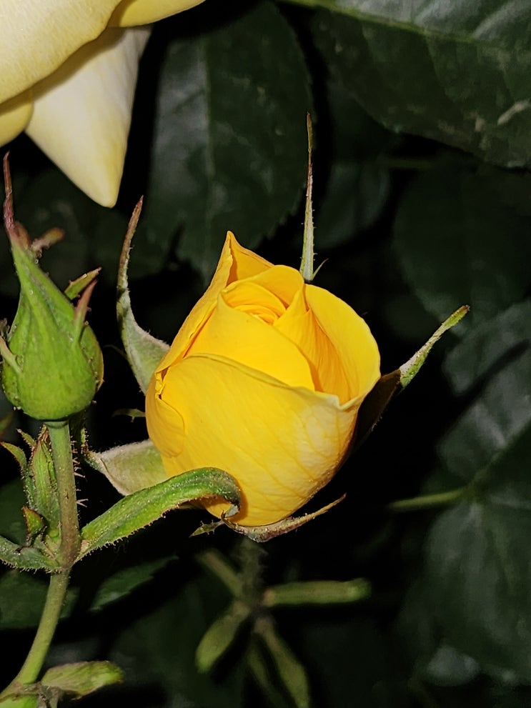 일산 호수공원 장미원 밤 산책 일산 호수공원 장미원 밤 산책