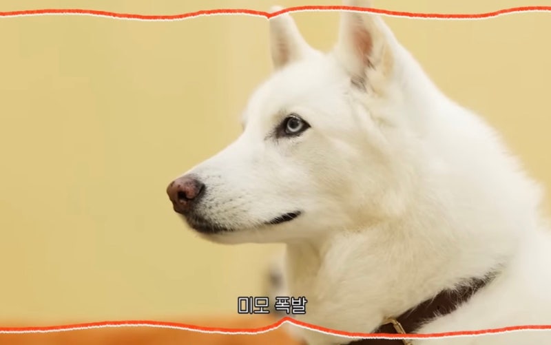 홍종현 강아지, 모델견 포스 뽐내는 비결