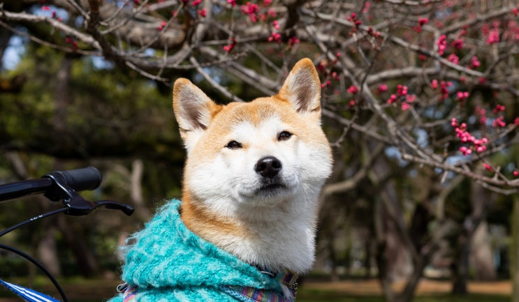 Q&A - 강아지와 일본 오키나와 여행