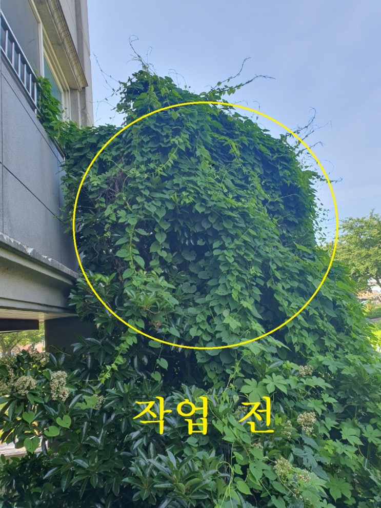  빌라 화단 전지 작업 실시(거성종합관리)