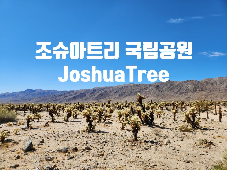미국 캘리포니아 조슈아트리 국립공원 여행날씨 LA근교 투어 볼거리 지도 Joshua tree National park