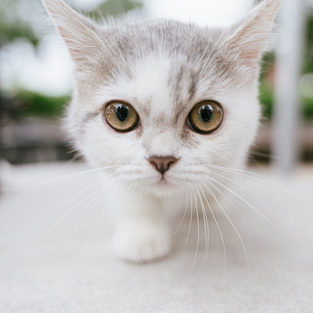  고양이 이름 추천 및 반려묘 이름 정리