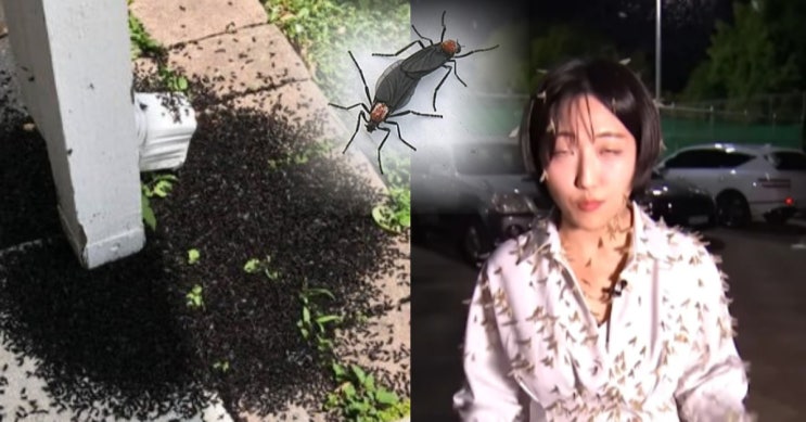 러브버그 마참내 우리동네에도 득실득실 아파트16층까지 바글바글하네요 러브버그 마참내 우리동네에도 득실득실 아파트16층까지 바글바글하네요