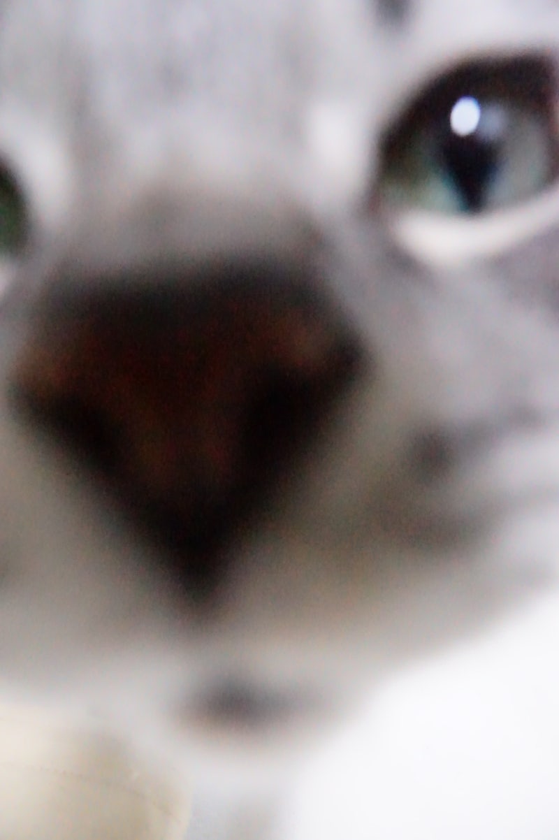 아메리칸숏헤어 고양이특징! 메르시 너의 이름은...덕만이 : 네이버 블로그, image size:800x1202