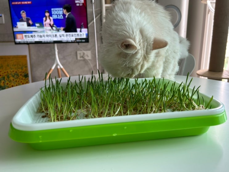  고양이 풀 캣그라스 흙없이 키우기 수경재배 오엠오 캣그라스 기본형 재배기 키트 + 고양이간식 보리300g