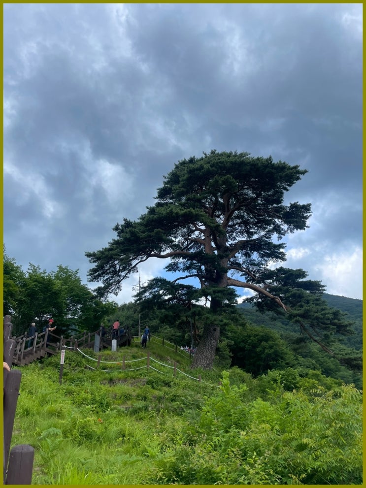 우리나라에서 가장 큰 소나무 지리산 천년송