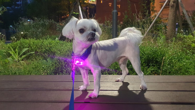  강아지야간산책 LED 나이트가디언 밤산책 필수템