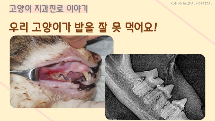  광주 고양이 치과 - 선생님, 갑자기 우리 고양이가 밥을 잘 못 먹어요! [광주 치과 동물병원, 고양이 치은염, 고양이 치주질환, 고양이 발치]