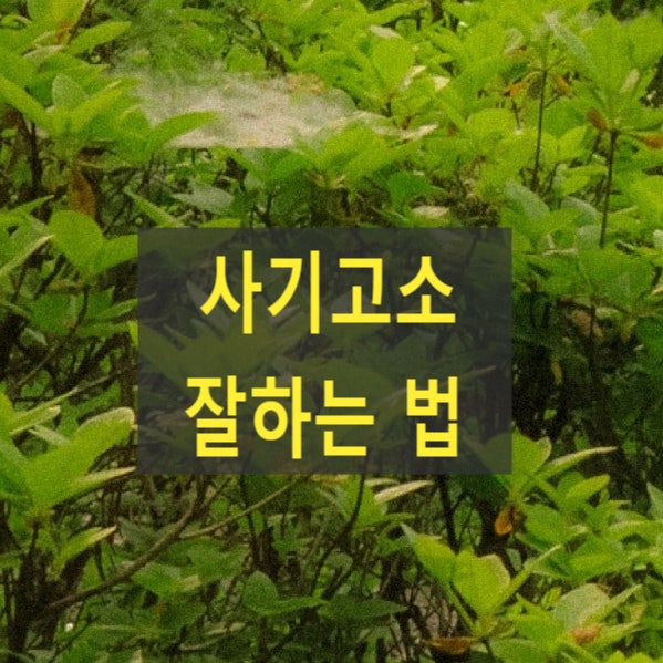  사기고소 잘하는 법(기망행위, 처분, 인과관계, 손해발생, 소송사기, 특경법)
