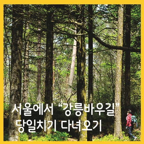  서울에서 강릉바우길 당일치기 다녀오기