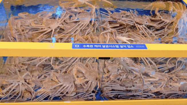  강릉젓갈추천 강릉중앙시장젓갈포장 대게랑젓갈에서