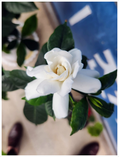  인천 미추홀구 주안동 대로변 상가 임대 1~4층 각층별 220type #사옥 #금융업 #실내스포츠 #스크린골프 #프렌차이즈매장 #대형상가 #다이소 #전문상가 #의원