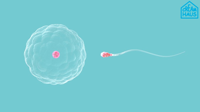 임신가능일계산, 네이버 계산기에 안 나오는 배란기 임신확률은? : 네이버 블로그