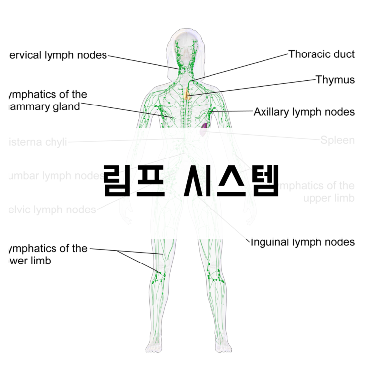  면역에 중요한 림프계 시스템