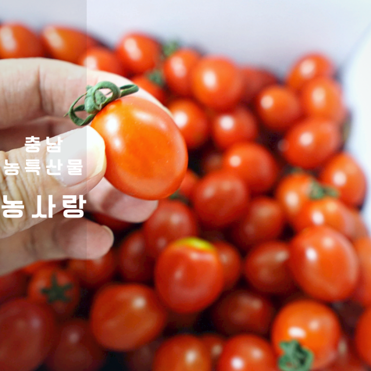  농사랑 대추방울토마토 보관법 씻는법 생사과즙 칼로리