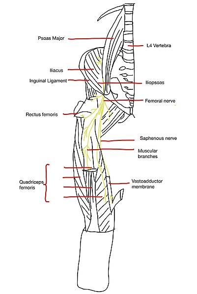  복재신경(saphenous nerve), 압박 포착 증후군의 원인 및 증상