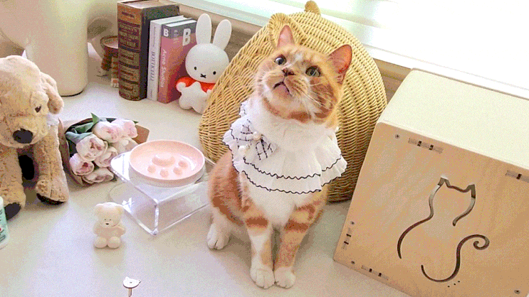  고양이 슬로우 식기 1년째 사용 중 참참볼 밥그릇 사료토 안 해서 좋아