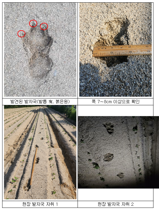 경북 영주시 표범 추정 발자국 조사 결과, 개 발자국으로 확인 경북 영주시 표범 추정 발자국 조사 결과, 개 발자국으로 확인