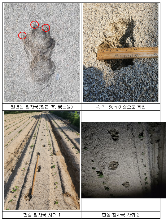 경북 영주시 표범 추정 발자국 조사 결과, 개 발자국으로 확인