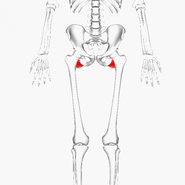  대퇴방형근 넙다리네모근(quadratus femoris muscle) 기시, 종지 정지, 신경지배, 동작 및 움직임 강화, 운동