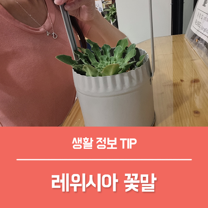  레위시아 꽃말, 레위시아 키우기 팁!