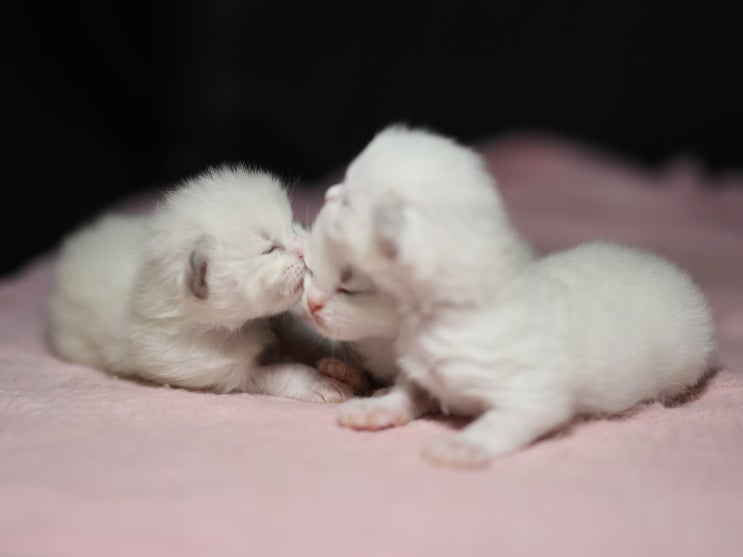  아기 고양이 눈뜨는 시기, 랙돌 생후 1주차 잠자는시간 많은 꼬물이 포토